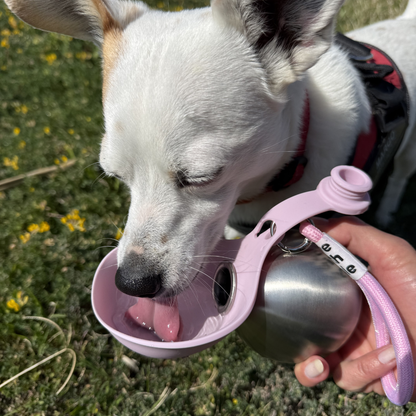 BuddyPup™ Borraccia per Cani con Ciotola